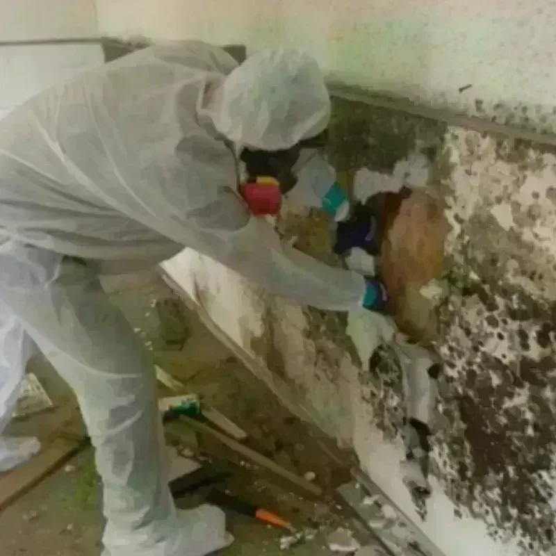 Mold Remediation and Removal in Red River County, TX